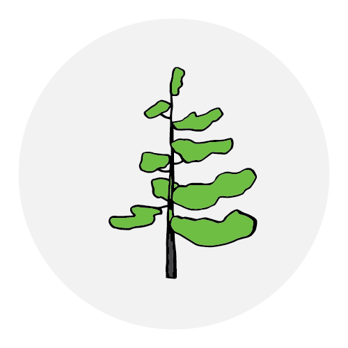 Biomass